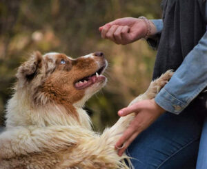 Educateur canin 39